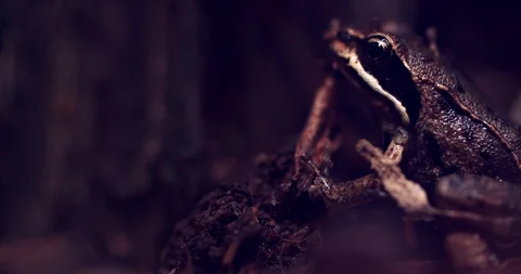 Close-up frog in the wild. hid among leaves and sticks. Macro shooting Stock Footage 114366346