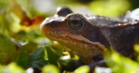 Close-up frog in the wild. hid among leaves and sticks. Macro shooting Stock-Footage 114497927