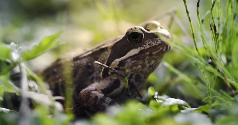 Close-up frog in the wild. hid among leaves and sticks. Macro shooting Stock Footage 114498272