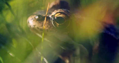 Close-up frog in the wild. hid among leaves and sticks. Macro shooting Stock Footage 114517842