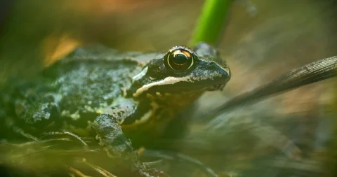 Close-up frog in the wild. hid among leaves and sticks. Macro shooting Stock Footage 114518991