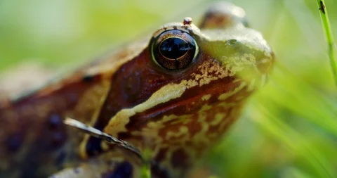 Close-up frog in the wild. hid among leaves and sticks. Macro shooting Stock Footage 114935928