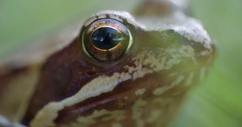Close-up frog in the wild. hid among leaves and sticks. Macro shooting Stock Footage 128992142