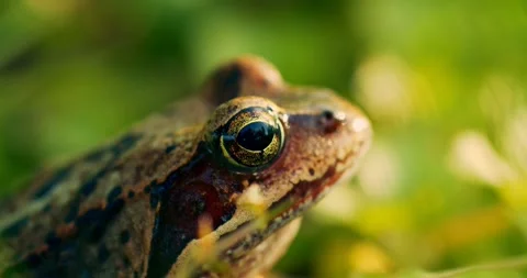 Close up frog in the wild hid among leaves and sticks macro shooting 스톡 동영상 279984622