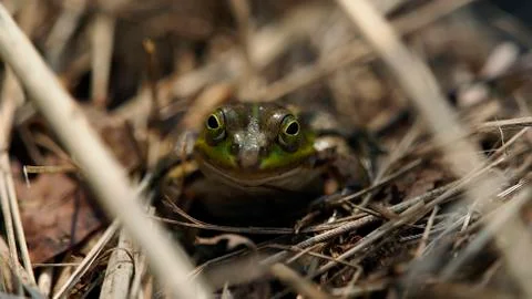 Close-up frog in the wild Stock Photos