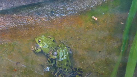 Close up of frogs Stock Footage 131386516