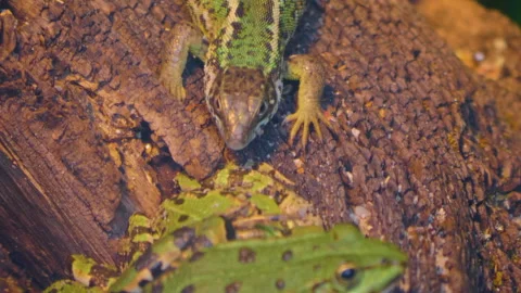 Close up of frogs Stock Footage 131386524