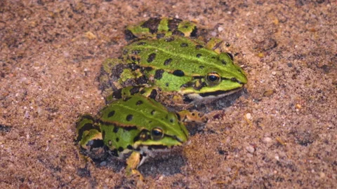 Close up of frogs Stock Footage 131386969