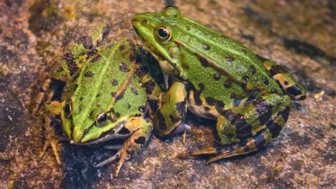 Close up of frogs Stock Footage 131387072