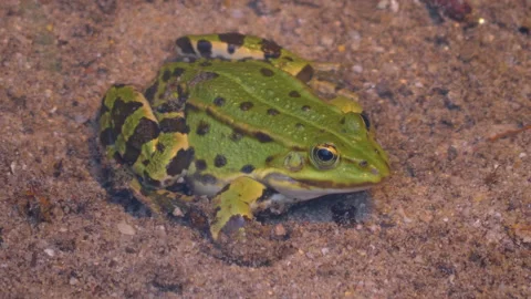 Close up of frogs Stock Footage 131387538