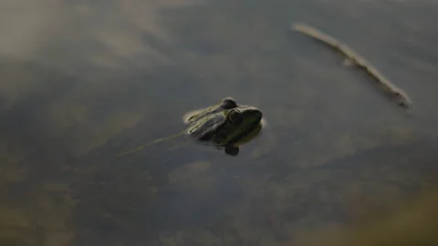 Close-up, Frog's Head Peeks Out of Water in Sunset Light Stock Footage 151985702