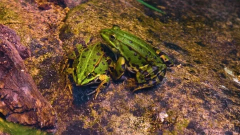 Close up of frogs sitting around Stock Footage 142742336