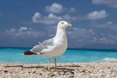 A close up, front and side view of a friendly common seagull (Larus argentatu Stock-Fotos