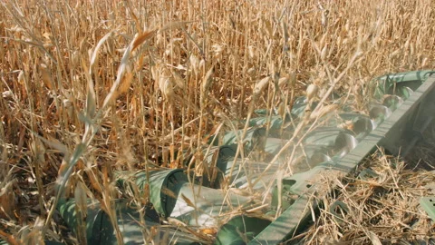 Close on front of corn harvester combine harvesting corn stalks Видео 204100360