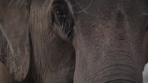 Close up on an the front of an elephant's face Nepal Stock Footage 91054898