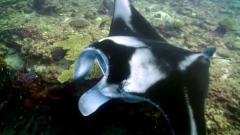 A close-up front-facing shot of a Manta Ray. Stock Footage 165810241