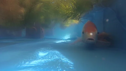Close up front of the koi fish in the pond of natural underwater video 스톡 동영상 118077724