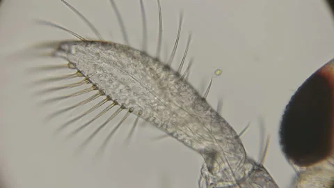 Close-up of the front leg, a paddle-like larva Lesser water boatman under a Stock Footage 90236797