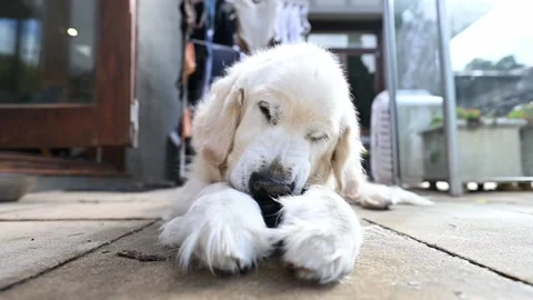 Close up, front on, low angle shot of a white Golden Retriever pet dog Stock Footage 157213489