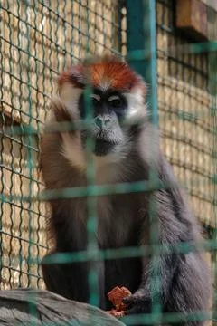 Close up front portrait of white collared mangabey Cercocebus torquatus, red  Stock Photos