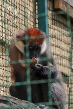 Close up front portrait of white collared mangabey Cercocebus torquatus, red  Stock Photos