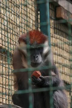 Close up front portrait of white collared mangabey Cercocebus torquatus, red  Stock Photos