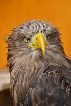 Close up front portrait of white tailed eagle Stock Photos