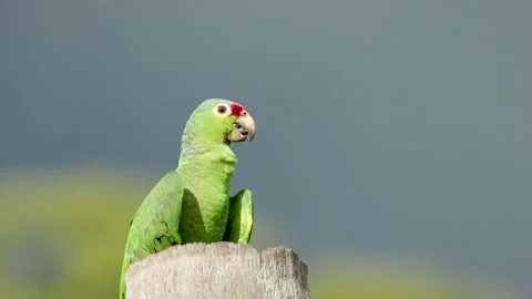 Close up front on shot of a red-lored amazon parrot in costa rica Stock Footage 186907836