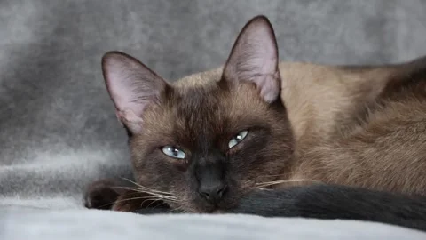 Close up front shot of Siamese cat dozing on a grey blanket Stock Footage 248921522