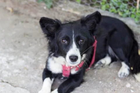 Close-up front shot of small black dog Foto stock