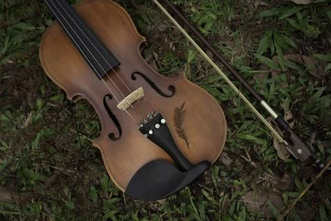 Close up front side of violin put on green grass ground floor,show detail of  Foto stock