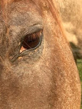 Close front three quarter view of the brown eye of a roan colored horse. Stock Photos