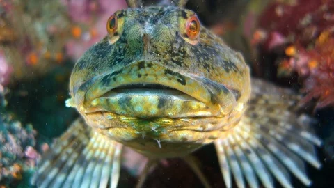 Close Up: Front of Tompot Blenny Rockpool Fish with an Open Mouth in Point Stock Footage 106309932