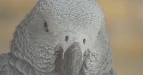 Close Front View of an African Grey Parrot's Head on a Blurred Background Stock Footage 61928395
