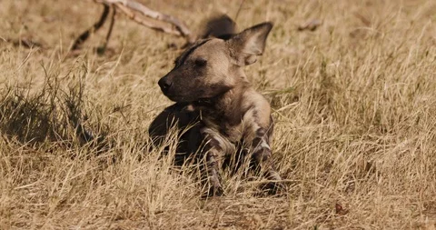 Close-up front view of African wild dog lying in the grass looking around Stock Footage 118352429