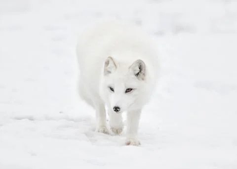 Close up front view of Arctic fox walking in snow Stock Photos
