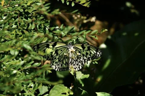 Close-up front view of black white colored butterfly sitting on white flower. Stock Photos
