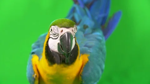 Close-up front view of a blue yellow macaw parrot on green chroma key Stock Footage 95963439