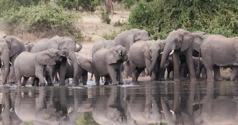 Close-up front view of a breeding herd of elephants with young calves standing Stock Footage 112617477