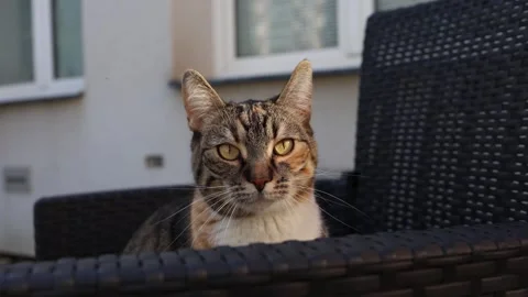 Close front view of a calm tabby cat sitting in a wicker chair and staring Stock Footage 321650821