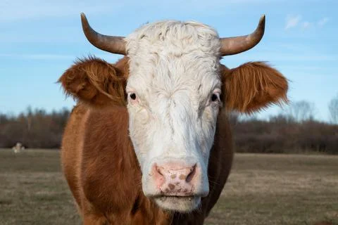 Close up front view of cows head in pasture in February. Stock Photos
