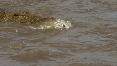 Close up front view of a crocodile swimming in masai mara Stock Footage 70744390