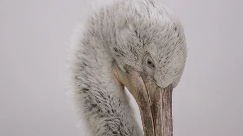 Close front view of Dalmatian pelican Stock Footage 90196641