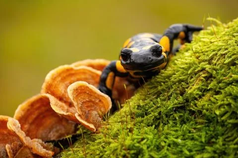 Close-up front view of a fire salamander on moss and fungus Stock Photos
