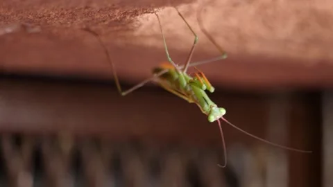Close-up: front view of green male praying mantis (Mantis religiosa) moving Stock Footage 249942853