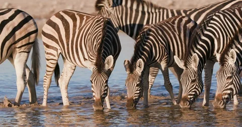 Close-up front view of a group of Zebras with a cute young foal drinking at a Stock Footage 106746149