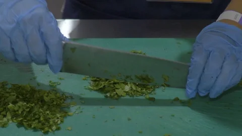 Close up front view of hands cutting fresh greenery with a big knife on a table Video stock 111762818