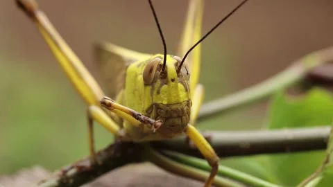 Close up front view of Javanese Grasshopper. Valanga nigricornis cleans its head Stock Footage