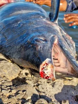 Close-up front view of a marlin lying on the ground with its mouth cut off. Stock Photos