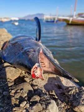 Close-up front view of a marlin lying on the ground with its mouth cut off. Stock Photos